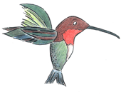 Hummingbirds